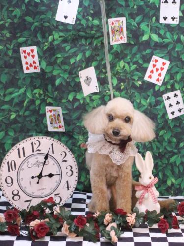 20250411うたちゃん